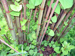 knotweed2