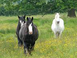 paddock maintenance, pony paddocks, horse paddocks, buttercup control, control of ragwort