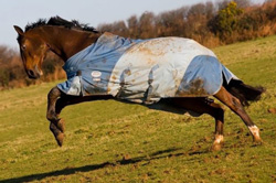 paddock maintenance, pony paddocks, horse paddocks, buttercup control, control of ragwort