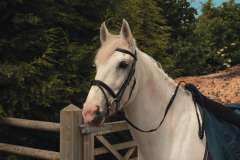 English Leather Bridle with Flash Noseband