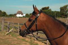English Leather Bridle