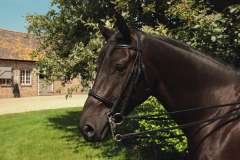 English Leather Double Bridle