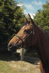 English Leather In-hand Bridle