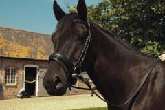 English Leather Comfort Bridle