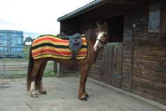 HARLEQUIN NEWMARKET STRIPE 3/4 FLEECE RIDE ON RUG