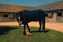 Harlequin Multi Purpose Fleece Rug
