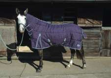 Rhinegold Dakota Full Neck Stable Quilt