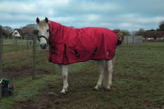 Rhinegold Full Neck Konig Outdoor Rug