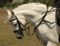 Rhinegold German Leather 5 Point Breastplate