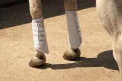 Rhinegold Breathable Neoprene Brushing Boots